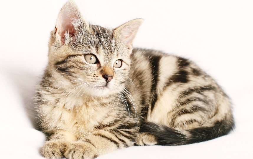 "Отдельный случай": в Бельгии хозяин заразил кошку коронавирусом