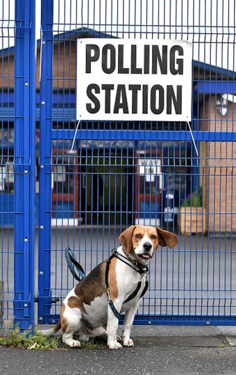 Собака породы бигль. Фото Getty