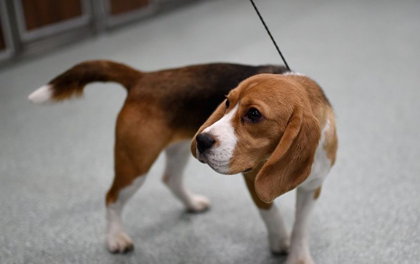 Собака породы бигль. Фото Getty