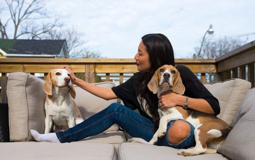 Собаки породы бигль и девушка. Фото Getty