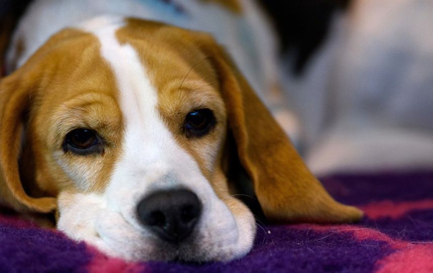 Собака породы бигль. Фото Getty
