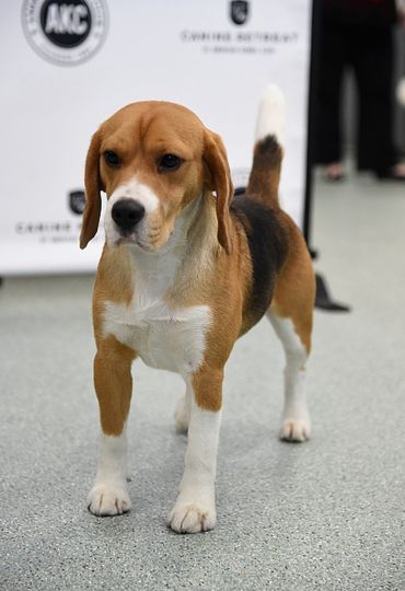 Собака породы бигль. Фото Getty