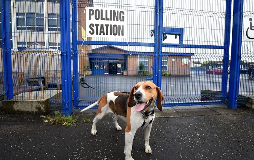 Собака породы бигль. Фото Getty