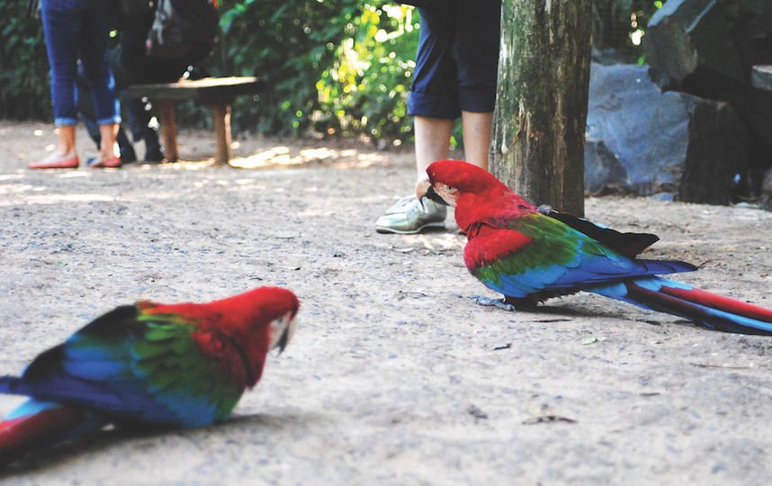 Андре Магс.