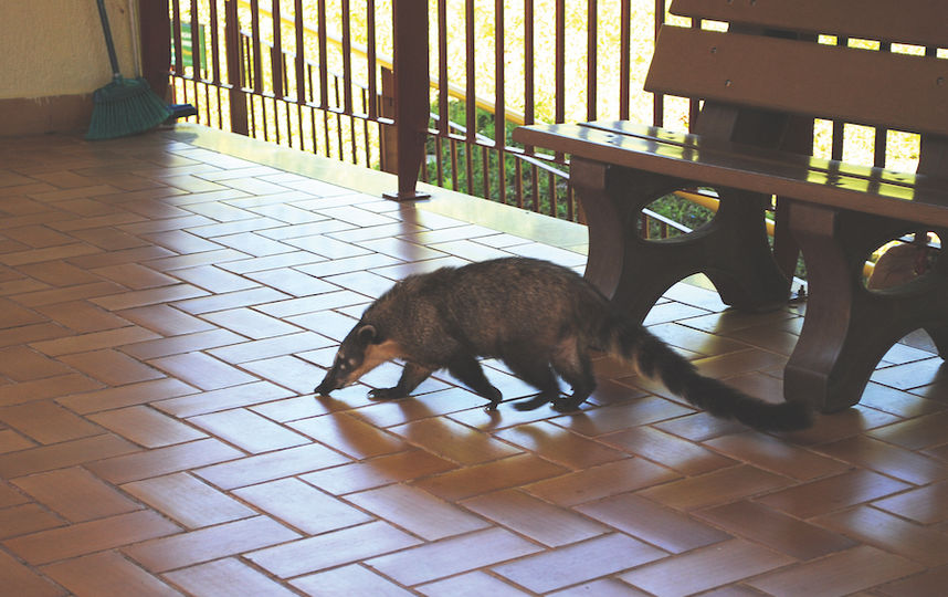 Андре Магс.