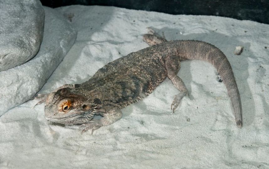 Бородатая агама. Фото Getty