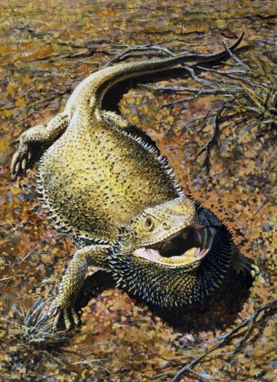 Бородатая агама. Фото Getty