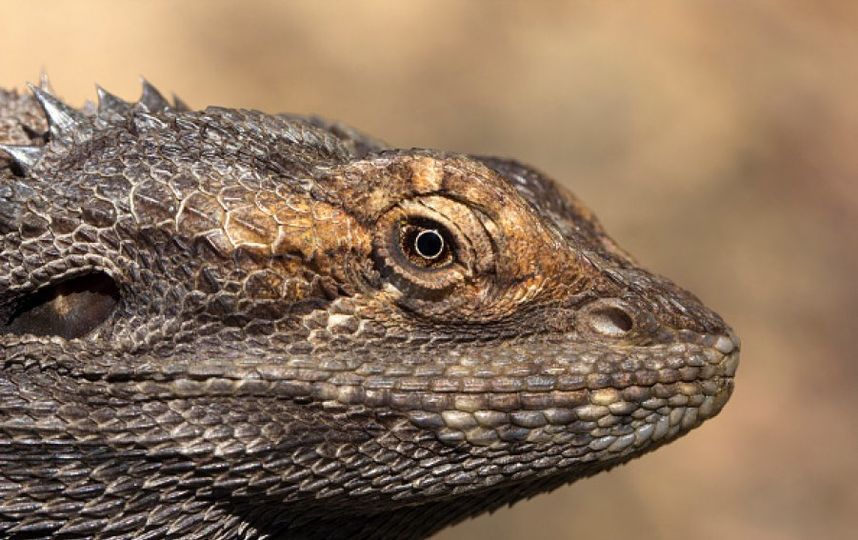 Бородатая агама. Фото Getty