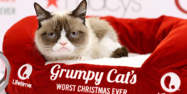 Сердитая кошка (Grumpy Cat).