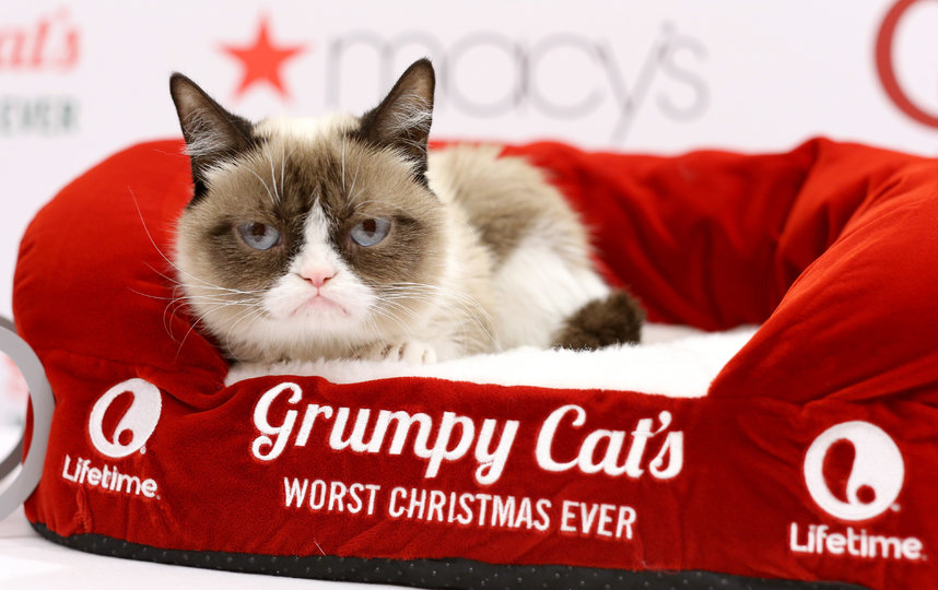 Сердитая кошка (Grumpy Cat). Фото Getty