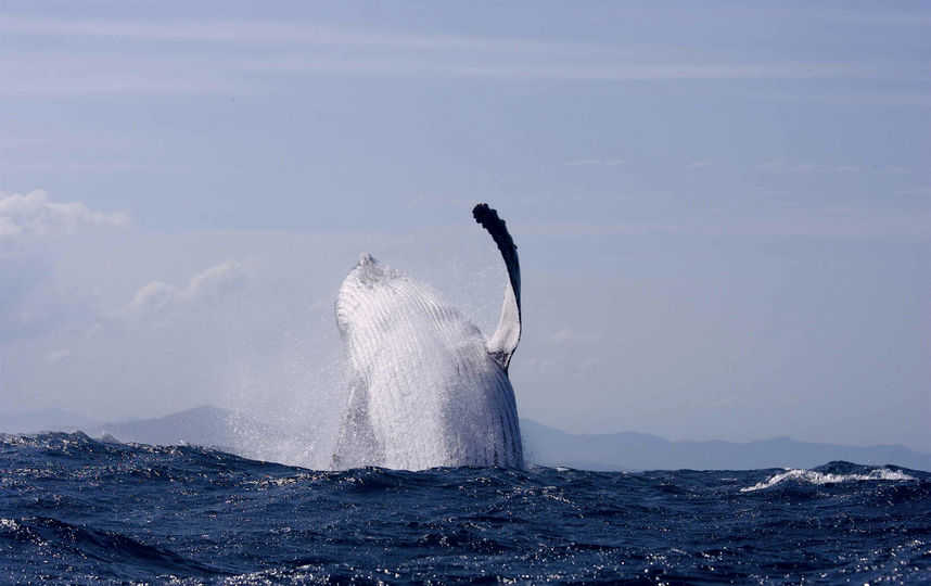 Прыжок горбатого кита удалось снять на видео