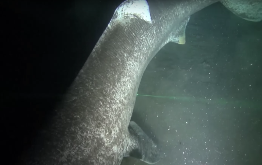 Скриншот youtube.com/watch?v=8KG7jDGTGDc.