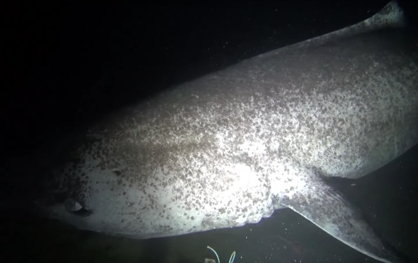 Учёным удалось заснять акулу, возраст которой может достигать 500 лет. Видео