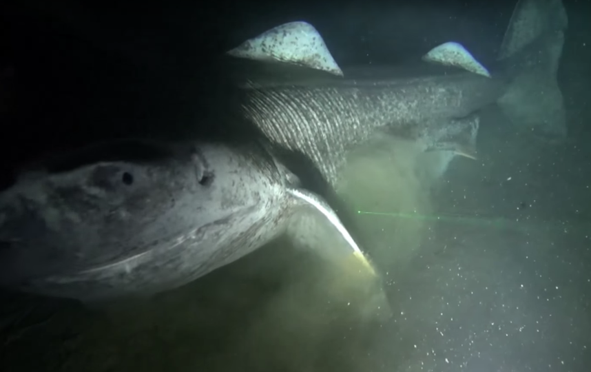 Скриншот youtube.com/watch?v=8KG7jDGTGDc.