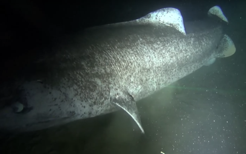 Скриншот youtube.com/watch?v=8KG7jDGTGDc.