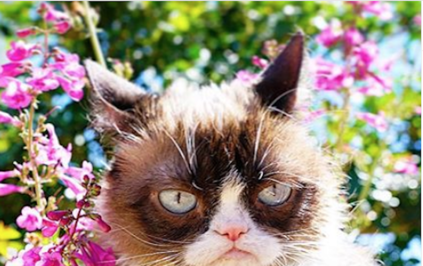 Сердитая кошка Grumpy Cat. Фото www.instagram.com/realgrumpycat