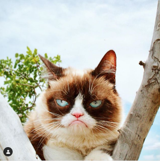 Сердитая кошка Grumpy Cat. Фото www.instagram.com/realgrumpycat