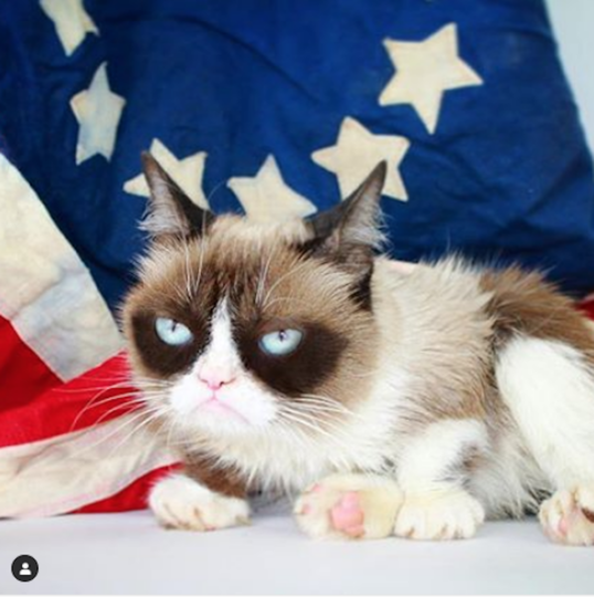 Сердитая кошка Grumpy Cat. Фото www.instagram.com/realgrumpycat