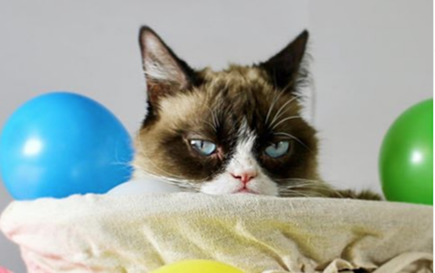Сердитая кошка Grumpy Cat. Фото www.instagram.com/realgrumpycat