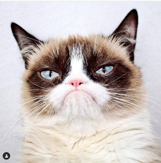Сердитая кошка Grumpy Cat. Фото www.instagram.com/realgrumpycat
