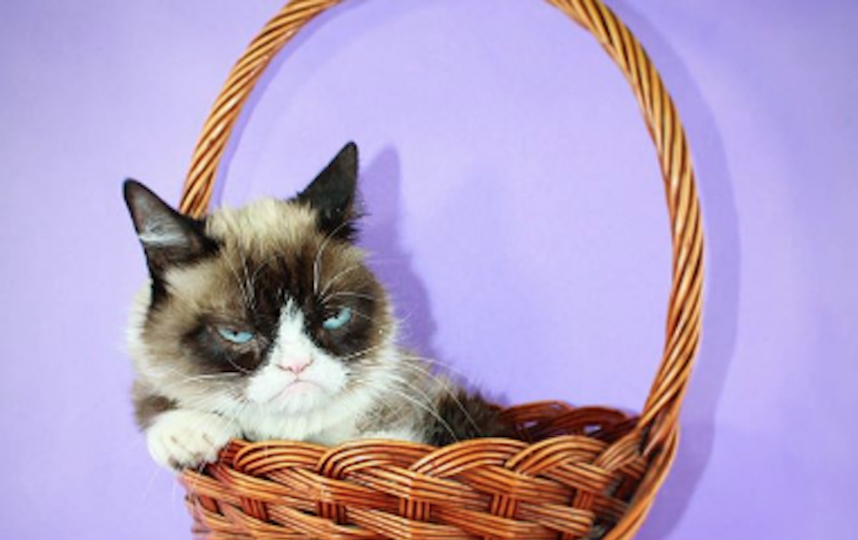 Сердитая кошка Grumpy Cat. Фото www.instagram.com/realgrumpycat
