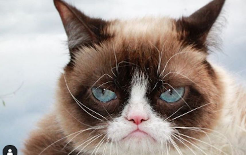 Сердитая кошка Grumpy Cat. Фото www.instagram.com/realgrumpycat