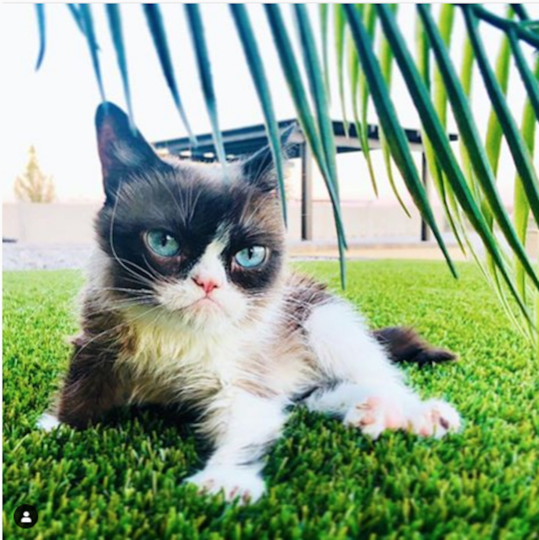 Сердитая кошка Grumpy Cat. Фото www.instagram.com/realgrumpycat