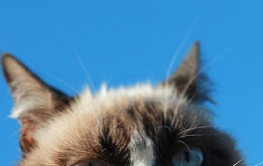 Сердитая кошка Grumpy Cat. Фото www.instagram.com/realgrumpycat