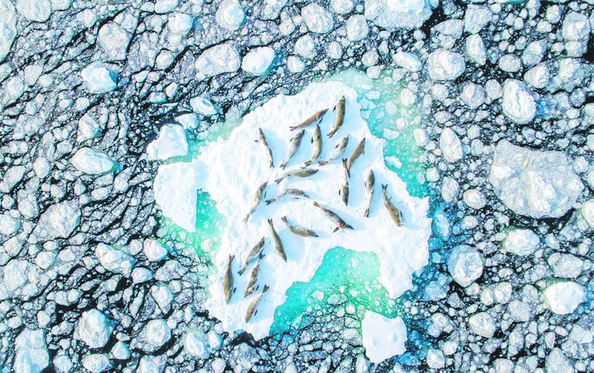 «Тюлени-крабоеды на льдине». Фото Drone Awards