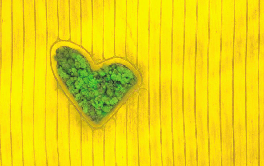 «Островок любви». Фото Drone Awards