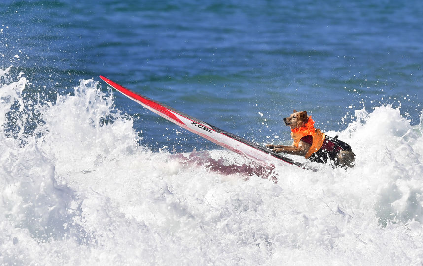 Соревнования по сёрфингу среди собак. Фото AFP