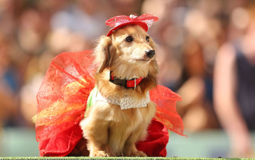 Нарядные таксы приняли участие в забеге. Фото Getty