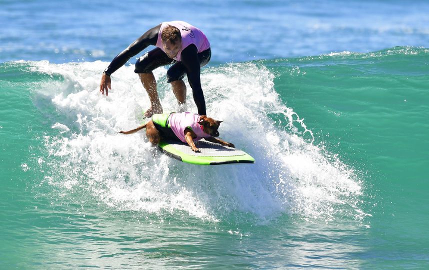 Соревнования по сёрфингу среди собак. Фото AFP