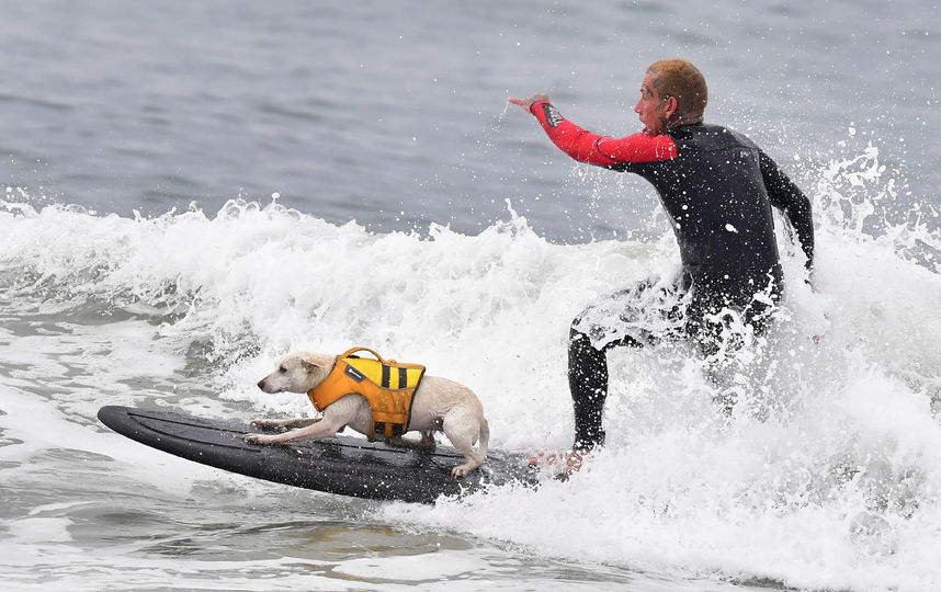 Соревнования по сёрфингу среди собак. Фото AFP