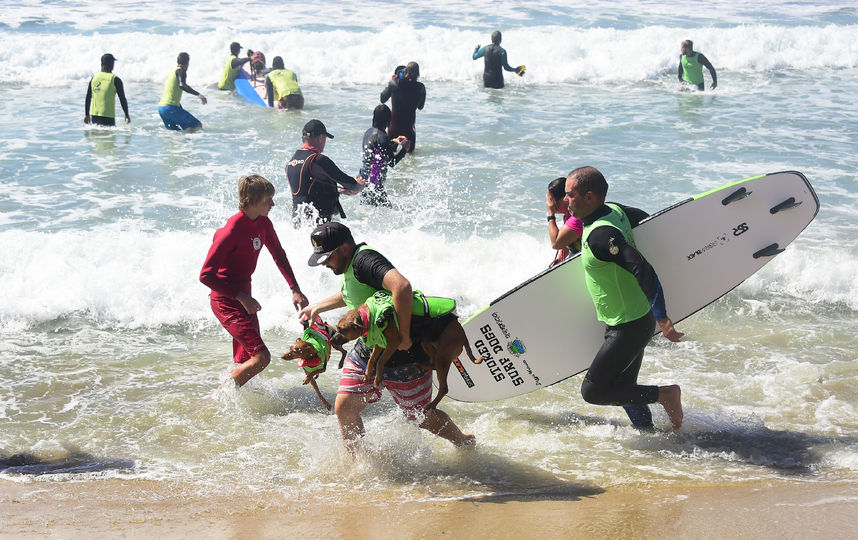 Соревнования по сёрфингу среди собак. Фото AFP