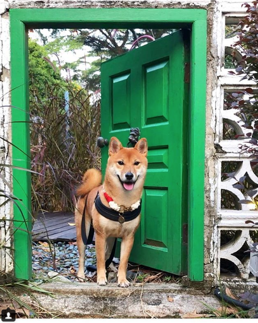 Скриншот instagram @ dogs_a_n_d_doors.