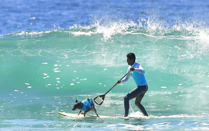 Соревнования по сёрфингу среди собак. Фото AFP
