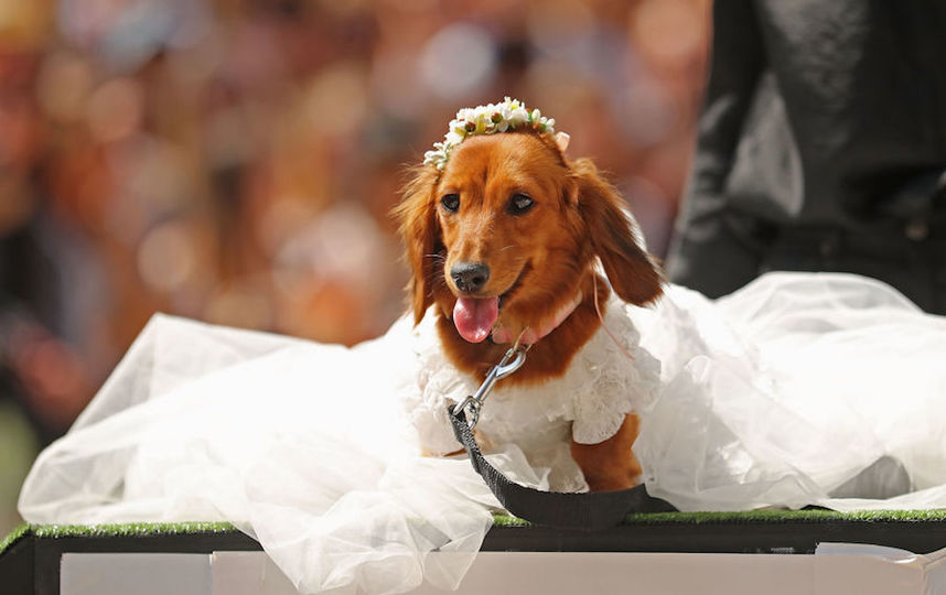 Нарядные таксы приняли участие в забеге. Фото Getty