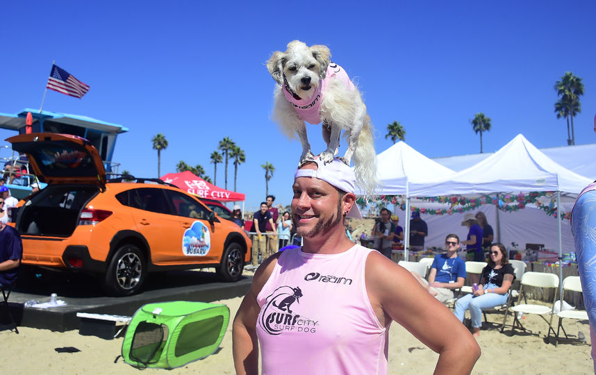 Соревнования по сёрфингу среди собак. Фото AFP