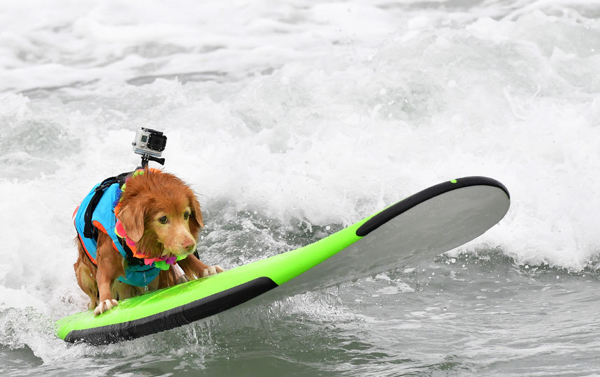 Соревнования по сёрфингу среди собак. Фото AFP