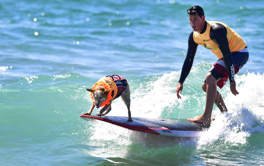 Соревнования по сёрфингу среди собак. Фото AFP