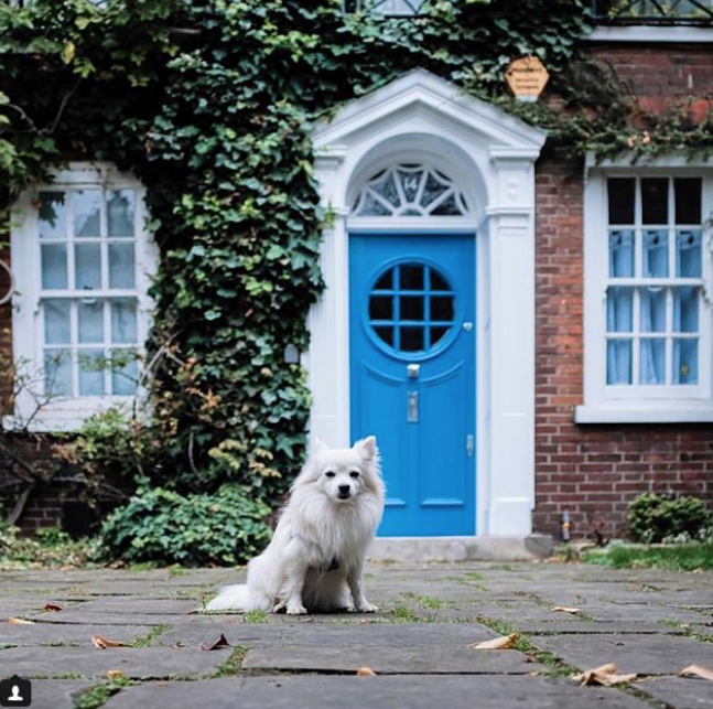 Скриншот instagram @ dogs_a_n_d_doors.