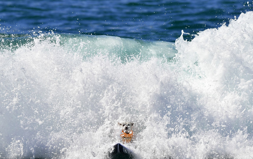 Соревнования по сёрфингу среди собак. Фото AFP