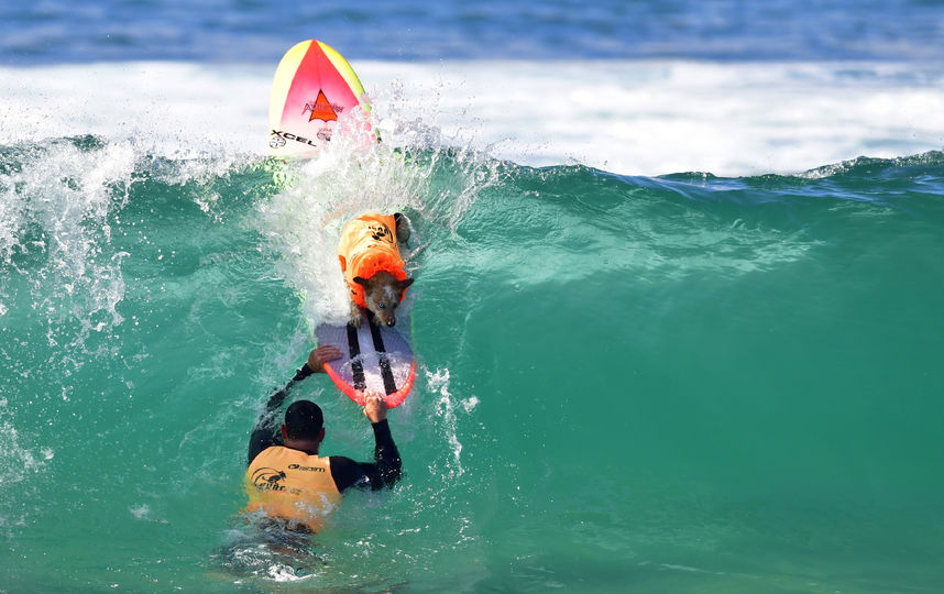 Соревнования по сёрфингу среди собак. Фото AFP