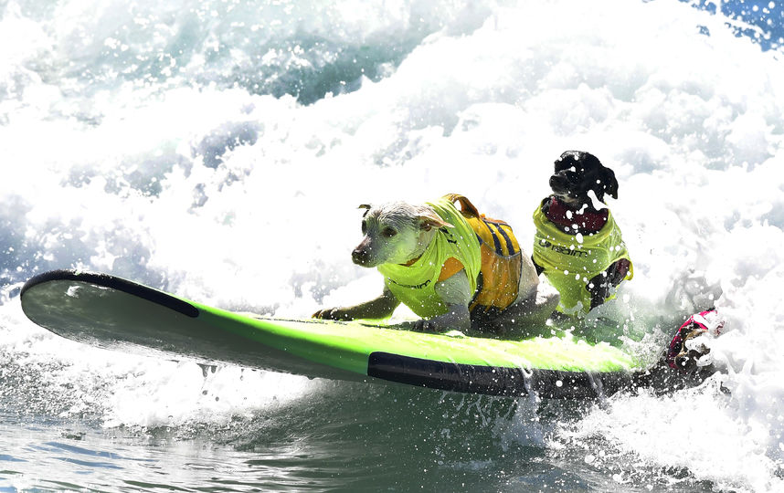 Соревнования по сёрфингу среди собак. Фото AFP