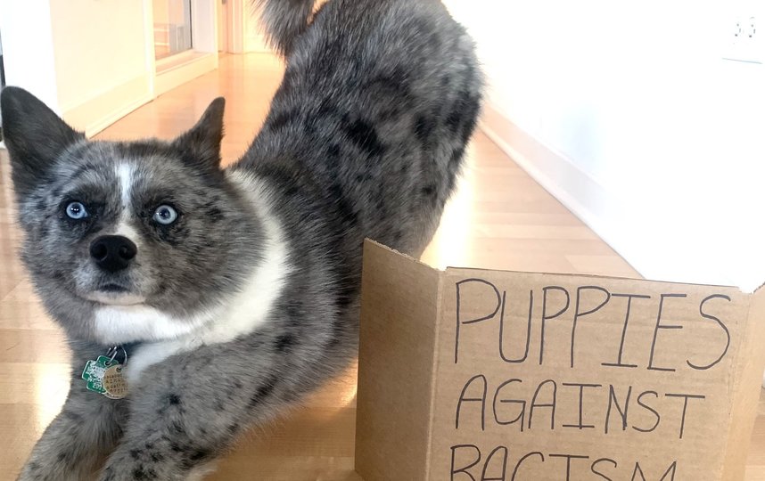 "Щенки против расизма". Фото Twitter, пользователь Jasmine Rice