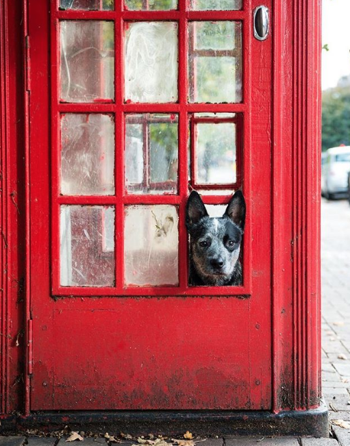 Скриншот instagram @ dogs_a_n_d_doors.