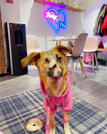 Милли попала на ток-шоу. Фото Скриншот Instagram/milliethewunderdog