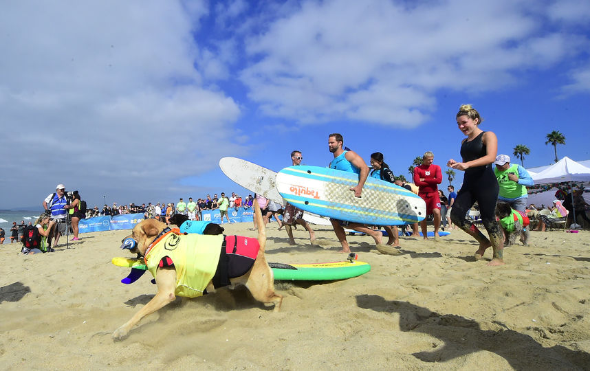 Соревнования по сёрфингу среди собак. Фото AFP