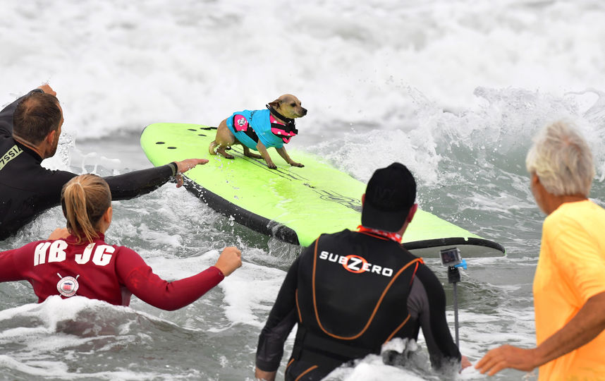 Соревнования по сёрфингу среди собак. Фото AFP